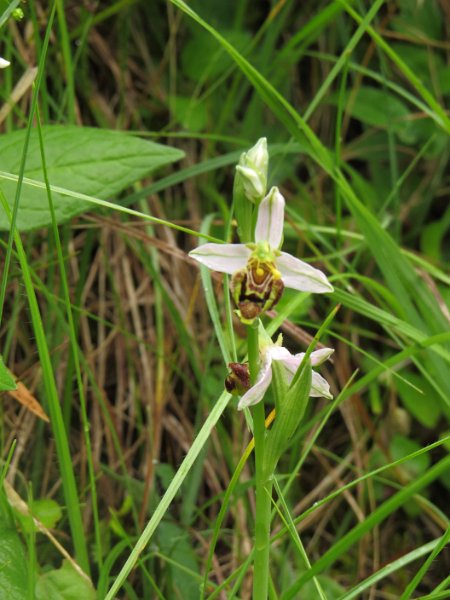 (4) Wasp orchid (Ophrys apifera v. trollii).JPG